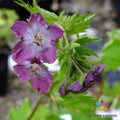 Mottisfont Rose Geranium Seeds - 25+ Seeds for Garden Planting - Pelargonium 'Mottisfont' - USA Shipping