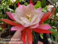 Orchid Cactus in 4 Inch Pot, Epiphyllum Camila Obayashi, Well Rooted, Tropical Houseplant for Home Decor