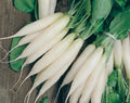 White Icicle Radish Seeds - 200+ Heirloom Organic NON-GMO - Fresh Rare Variety - Raphanus sativus