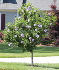Rose of Sharon Hibiscus Starter Plants 5-Pack Bare Root Fast-Growing Summer Flowering Hibiscus syriacus