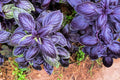 Purple Basil Herb Seeds - 200 Count - Ocimum basilicum 'Purpurascens' - Non-GMO, Organic Gardening Seeds