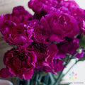 Fuchsia Love Carnation Seeds - 200+ Premium Seeds for Garden Planting - Dianthus caryophyllus - USA