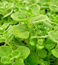 Succulent Cuttings 4" Variegated Plectranthus Coleoides Swedish Ivy 3 Live Plants