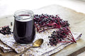 Elderberry Cuttings - 50 Fresh Black Bearing Cuttings for Growing Sambucus nigra Plants
