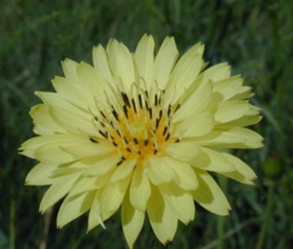 Organic False Dandelion Herb Seeds 50+ Count, Cat's Ear (Hypochaeris radicata), Non-GMO, Heirloom, 03/2025