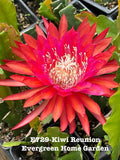 Epiphyllum Orchid Cactus "Kiwi Reunion" in 4" Starter Pot | Rooted Plant | Tropical Houseplant