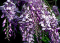 Live Blue Chinese Wisteria Plant, 1-2 ft. Rooted Vines, Heirloom Purple Flowers, Wisteria sinensis