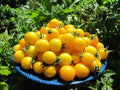 Gold Nugget Cherry Tomato Seeds - Organic Heirloom Non-GMO - Supersweet Variety - 10+ Seeds