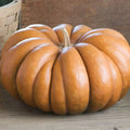 Fairytale Pumpkin Seeds | Heirloom Musquee de Provence | Organic Vegetable Seeds | Non-GMO Gardening Supplies