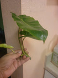 Burle Marx Philodendron Cuttings - Tropical Plant Clippings - Easy Care Indoor Greenery - Philodendron 'Burle Marx'