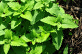 Catnip Seeds 1000 Count - Catmint Variety (Nepeta cataria) - Organic Cat Herbal Plant for Cats