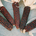Ornamental Corn Seeds - Bloody Butcher Variety - Fresh Seed for Planting - Zea mays 'Bloody Butcher'