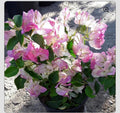 Bambino Bi Color Pink Bougainvillea Starter Plant - Small Well Rooted - Bougainvillea spp.