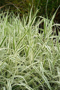 Strawberry & Cream Ribbon Grass Root Divisions - 8 Plants for Sun or Shade - Ideal for Ponds (Phalaris arundinacea)