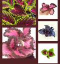Coleus Rooted Cuttings Set of 10 Varieties - Colorful Live Plants for Coleus Lovers (Solenostemon scutellarioides)