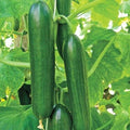 Heirloom Cucumber Seeds - Organic Non-GMO Ashley Long Variety - Fresh and Flavorful (Cucumis sativus)