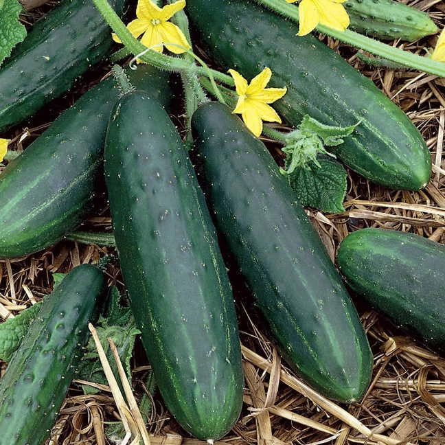 Spacemaster 80 Cucumber Seeds | Heirloom Non-GMO Variety | Cucumis sativus | Vegetable Gardening Supplies