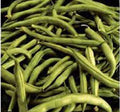 Heirloom Bean Seeds, Commodore Bush, 500+ Non-GMO Green Bean Seeds, Organic Variety for Home Gardening