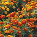 French Marigold Seeds SPARKY MIX Red Orange Yellow Dwarf Non-GMO 300 Seeds - Tagetes patula