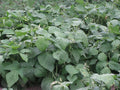 Blue Lake Green Bean Seeds 100+ - Phaseolus vulgaris - Heirloom Variety for Home Gardening