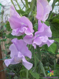 Misty Mountain Sweet Pea Seeds - 50+ Pack for Garden Planting - Lathyrus odoratus - USA Grown