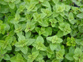 Greek Oregano Herb, NON-GMO, Winter Marjoram, Various Sizes, Origanum vulgare