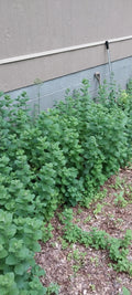 Hardy Giant Apple Mint Plants - 4 Pack - Fast Growing - Mentha suaveolens 'Variegata' - Smoky Mountains TN