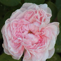 Climbing Rose Plant Cuttings - 3 Fresh Unrooted Cuttings - Rosa spp. - 6” Long, Ideal for Home Gardens