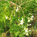 Moringa Tree Seeds | M. Oleifera Variety | Drumstick Horseradish Pods | Indian Seeds 2025