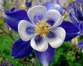 Columbine Seeds - 50 Bright Blue & White Perennial Flower Seeds - Aquilegia caerulea - US Seller