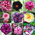 Desert Rose Seeds - 100 Mixed Color Adenium Obesum - Grow Your Own Flowering Plants