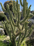 4 Inch Cuttings Opuntia Subulata Eve’s Needle Cactus - Drought-Tolerant Succulent Plant for Home Decor