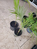 Triangle Palm Trees - 2 Bare Root Plants - Dypsis decaryi - Tropical Indoor/Outdoor Foliage