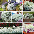 250 White Alyssum Clover Seeds | Snow White Thyme Ground Cover | Sweet Alyssum (Lobularia maritima)