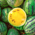 Yellow Petite Watermelon Seeds | Heirloom Mini Dwarf Melon Seed - Citrullus lanatus, 2025 Planting Year