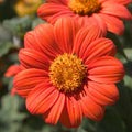 Mexican Sunflower Seeds, Orange, Tithonia diversifolia, Attract Butterflies, Daisy-Like Bloom, Garden Flowers