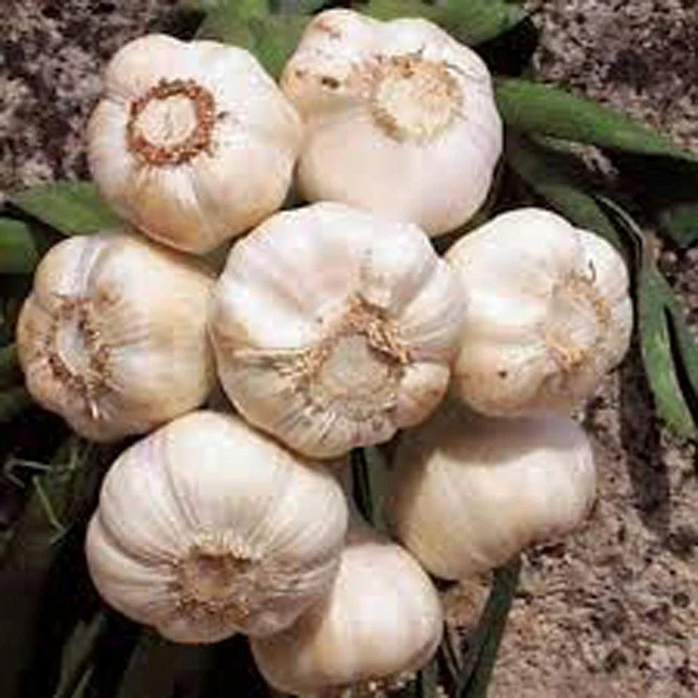Fresh California Softneck Garlic Bulb - 1 Pound for Planting & Growing - Allium sativum