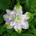 Clematis Seeds - 25 DBL Purple Green Perennial Flower Seeds - Clematis Viticella - US Seller