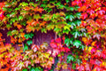 Japanese Ivy Seeds - 50 Seeds - Easy to Grow Creeping Vine - Hedera helix - Ideal for Planting in Iowa