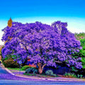 Jacaranda Fern Tree Seeds - Tropical Blue Flowers - Mimosifolia acutifolia