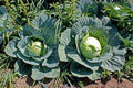 Cabbage Seeds - 800+ Heirloom Brunswick Variety - NON GMO - Fresh Organic Seeds