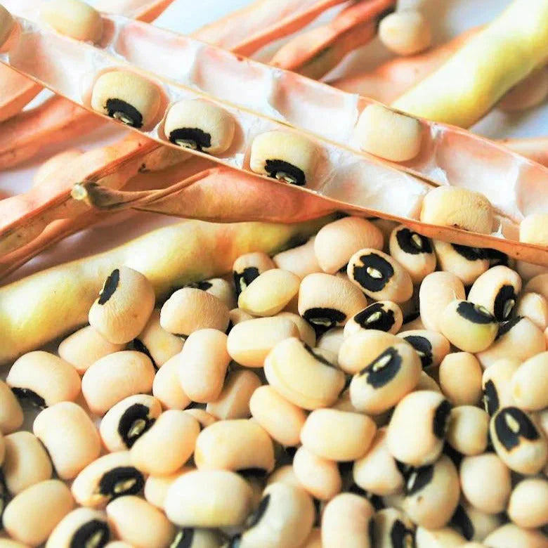 California Black Eyed Cowpea Seeds - Black Eyed Peas Vegetable - 2025 Planting - Vigna unguiculata