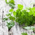 Chervil Seeds 2000 Count Non-GMO Heirloom Anthriscus cerefolium | USA Seller