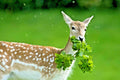 Deer Proof Wildflower Mix - 15 Varieties of Native Annual & Perennial Flowers - 2001+ Wildflower Seed Blend