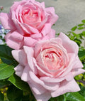 Light Pink Rose Cuttings - 3 Fresh Unrooted Cuttings 5-8" Long - Ideal for Planting or Propagation - Rosa spp.