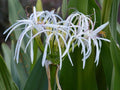 Live Rooted White Spider Crinum Lily Amoenum - Giant Flowering Starter Plant - Aquatic Perennial for Gardens