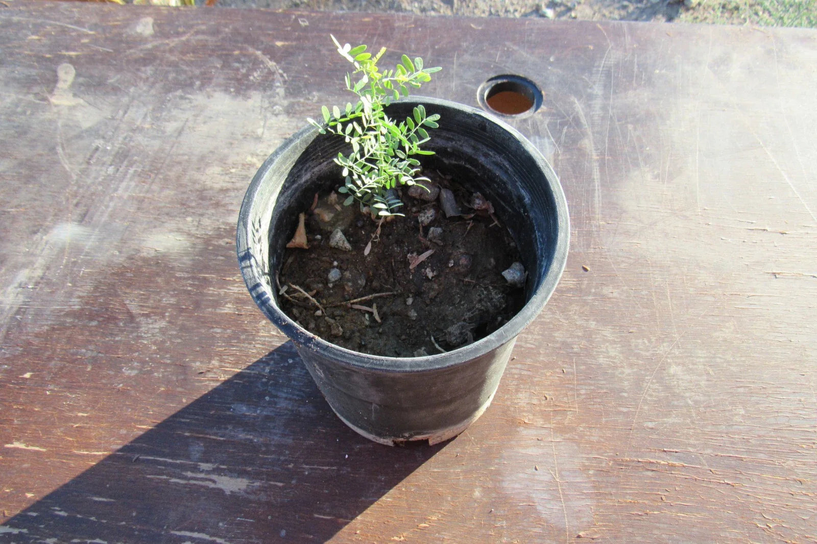 Desert Ironwood Tree - Well Rooted Olneya Tesota - Bonsai Plant - Unique Indoor/Outdoor Decor