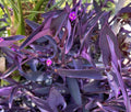 5 Cuttings Purple Heart Wandering Tradescantia Pallida | Cactus Succulents for Propagation