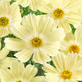 Lemonade Cosmos Seeds - 200+ Count - Colorful Garden Flowers - Cosmos Sulphureus - USA Grown, Free Shipping