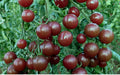 Chocolate Cherry Tomato Seeds - 30+ Heirloom Organic Seeds - Super Sweet Variety - Rare Heirloom Seeds